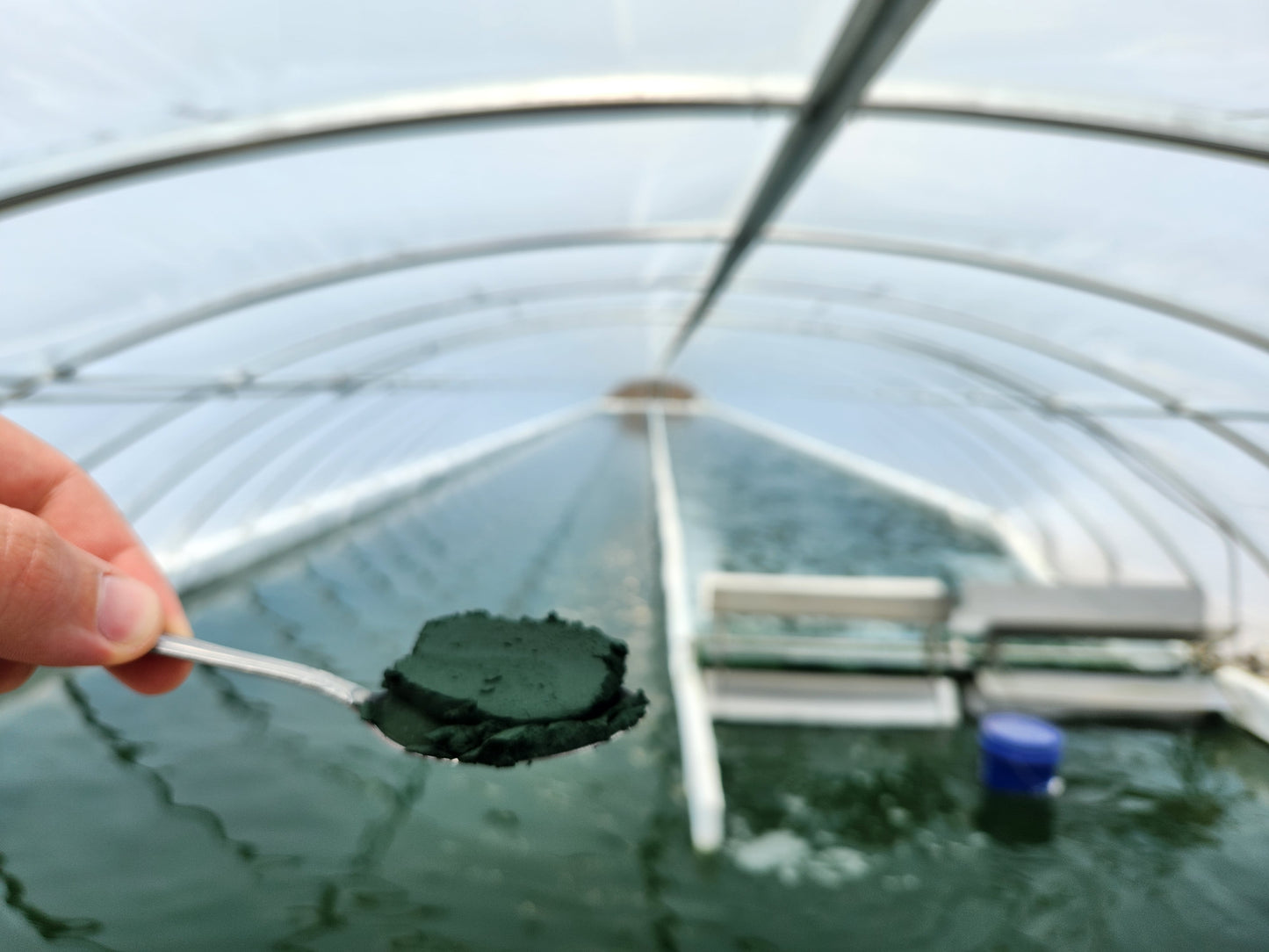 Raw Spirulina
